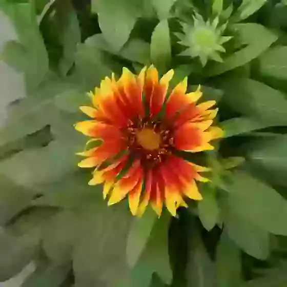 Gaillardia × grandiflora Kobold Goblin Blanket Flower 